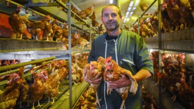 Photo of Une conversion réussie en système volière