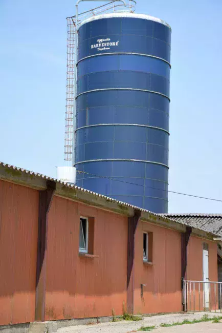 Les 180 hectares de culture alimentent une fabrique simplifiée. Le maïs est stocké en silo tour ; les céréales en cellules. Ces matières premières sont broyées et dirigées, en fonction de la ration formulée, vers la machine à soupe pour une distribution dans les différentes salles, en mélange avec un complémentaire. Tous les aliments sont en soupe à l'exception des aliments en post-sevrage. Une soixantaine d'hectares de maïs et une vingtaine de céréales sont achetées dans le voisinage pour répondre aux besoins de l'élevage. Les cultures sont conduites en technique simplifiée (pas de labour depuis une quinzaine d'années. Les échantillons analysés démontrent qu'il n'y a pas plus de mycotoxines que dans les moyennes. « Je ne cumule pas tous les risques », rassure l'éleveur. « Je choisis les variétés les moins sensibles et j'applique trois fongicides ».