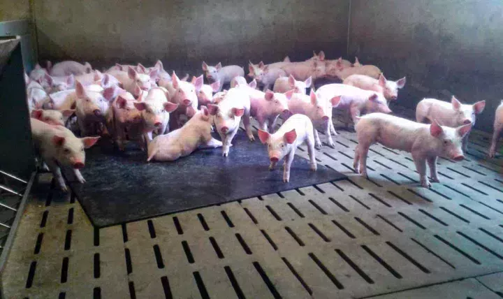 L’éleveur a transformé son post-sevrage pour pouvoir accueillir 540 porcelets toutes les 4 semaines.