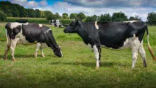 Deux des quatre filles d'Hougane présentes dans le troupeau, en première lactation.