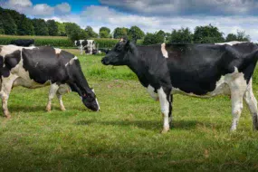 Deux des quatre filles d'Hougane présentes dans le troupeau, en première lactation.