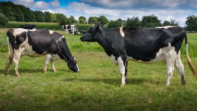 Photo of Prim’Holstein : la souche Hougane doit beaucoup à la génomique
