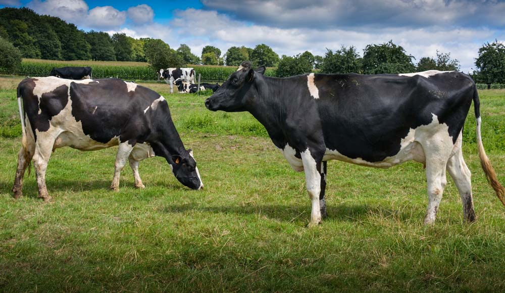 Deux des quatre filles d'Hougane présentes dans le troupeau, en première lactation. - Illustration Prim’Holstein : la souche Hougane doit beaucoup à la génomique