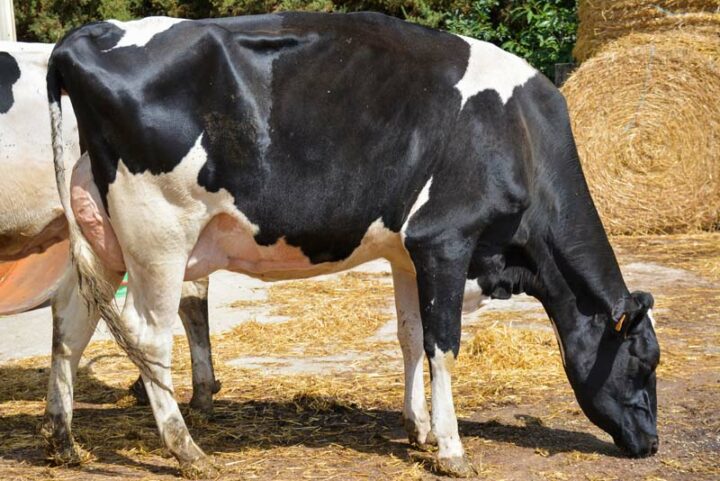 Jastina (Gatsby), pointée 89 en 2e lactation, a un jeune fils indexé à 193 d'Isu.