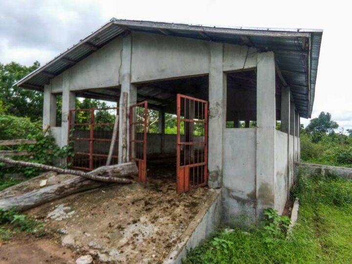 La stabulation des vaches est une simple construction en béton, pour la nuit. Les déjections sont raclées tous les jours.