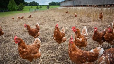 Photo of Bien-être animal : restriction du droit des associations à se porter partie civile