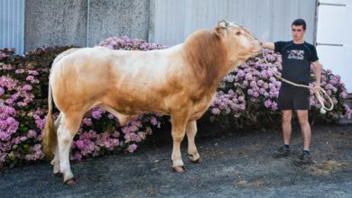 Photo of Blond d’Aquitaine : En route pour le Space avec Léon