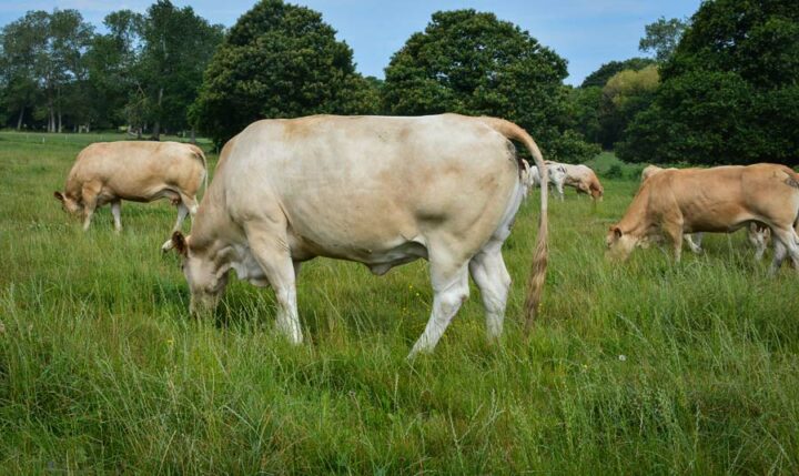 Jean-Yves et Florian André privilégient des vaches bien conformées correspondant à leurs marchés.