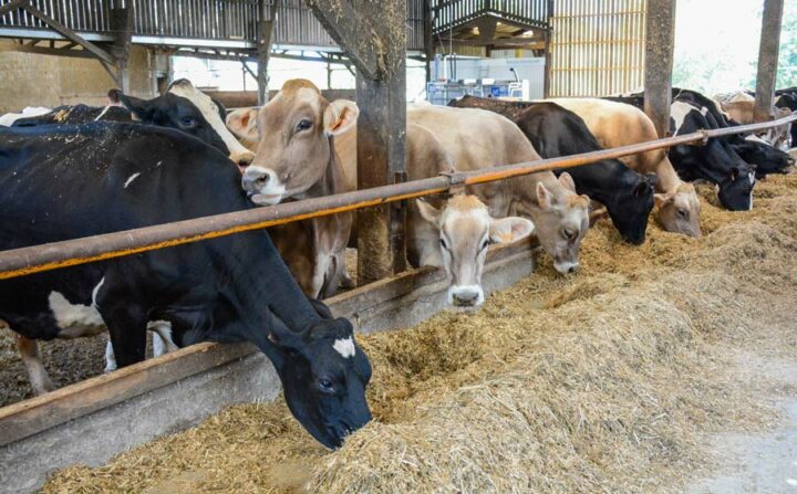 Les deux races, Brune et Prim’Holstein, sont conduites ensemble.