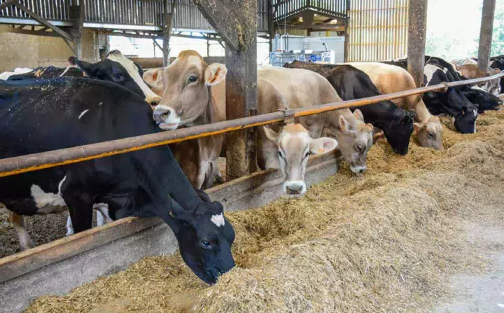 Les deux races, Brune et Prim’Holstein, sont conduites ensemble.