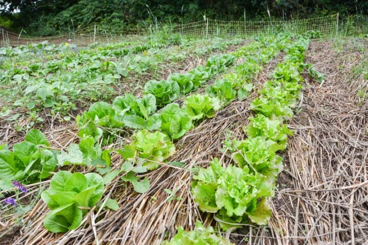 Ces salades ont été plantées après un passage de strip-till, et après destruction du couvert de seigle/vesce.