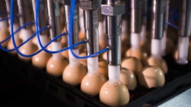 Photo of Ceva : “Pour les volailles, la vaccination simple ne suffit plus”
