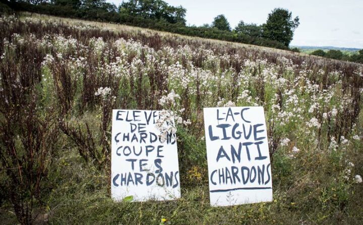 Pas toujours si simple de le dire avec des fleurs. Dans la région de Rostrenen (22), la Ligue anti-chardons (Lac) stigmatise élus et agriculteurs qui ne fauchent pas leurs chardons pour les faire réagir. Depuis un mois, l’ambiance est un peu tendue dans les campagnes.