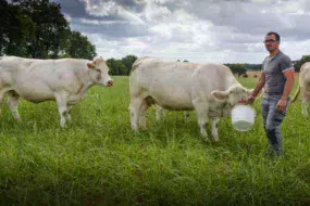 Christophe Gouret recherche de la conformation sur son élevage charolais.