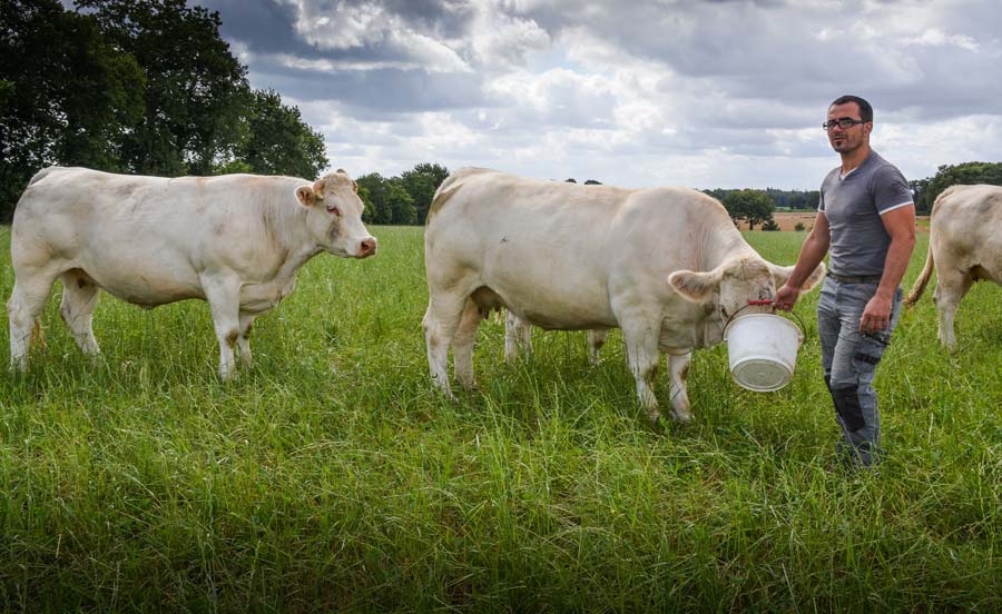 Christophe Gouret recherche de la conformation sur son élevage charolais. - Illustration Charolais : Christophe présentera deux modèles sur un même ring