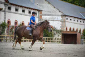 Monté par Lucie Marin, inséminatrice du Gip, Donald est un des étalons qui logent au haras de Lamballe. Il a réalisé sa première saison de monte en IA et a été débourré pour être monté cette année. Il sera présent aux animations du dimanche dans le cadre du concours.