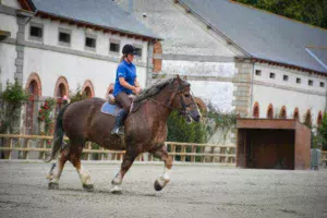 Monté par Lucie Marin, inséminatrice du Gip, Donald est un des étalons qui logent au haras de Lamballe. Il a réalisé sa première saison de monte en IA et a été débourré pour être monté cette année. Il sera présent aux animations du dimanche dans le cadre du concours.