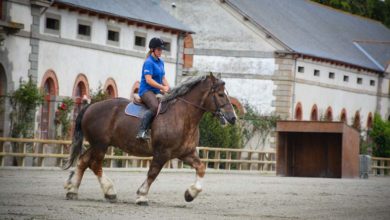 Photo of Le Cheval breton en concours national ce week-end