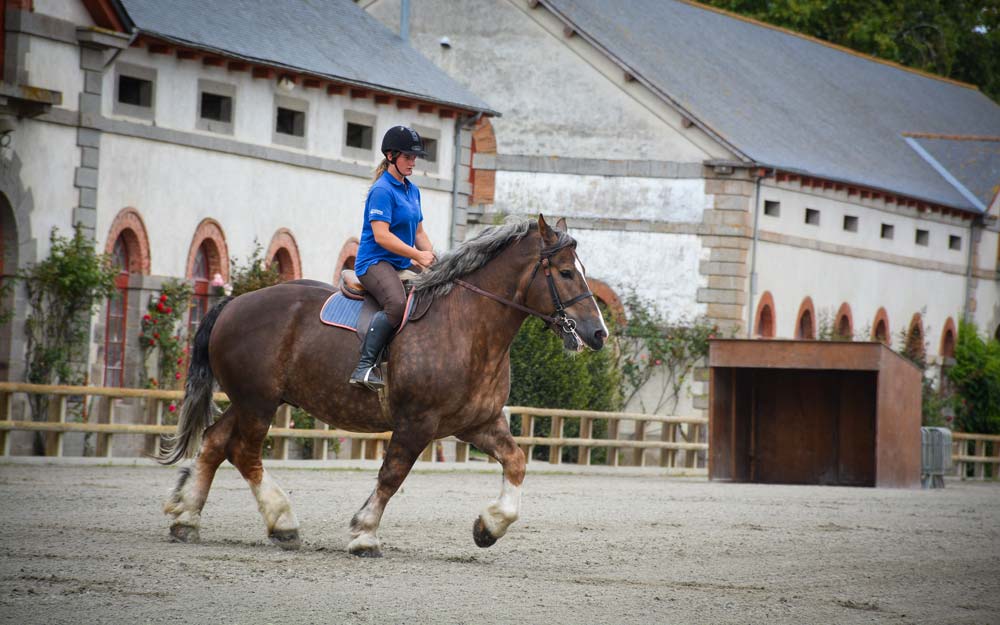Monté par Lucie Marin, inséminatrice du Gip, Donald est un des étalons qui logent au haras de Lamballe. Il a réalisé sa première saison de monte en IA et a été débourré pour être monté cette année. Il sera présent aux animations du dimanche dans le cadre du concours. - Illustration Le Cheval breton en concours national ce week-end