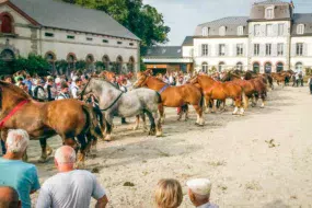 cheval-breton-lamballe