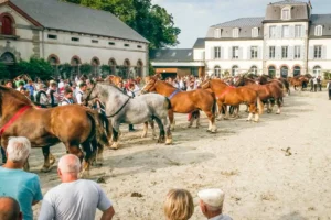 cheval-breton-lamballe