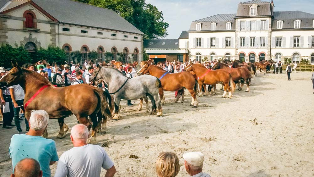 cheval-breton-lamballe - Illustration Le Cheval breton emballe le Haras de Lamballe