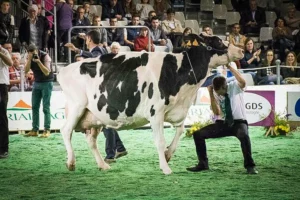 concours-holstein-space