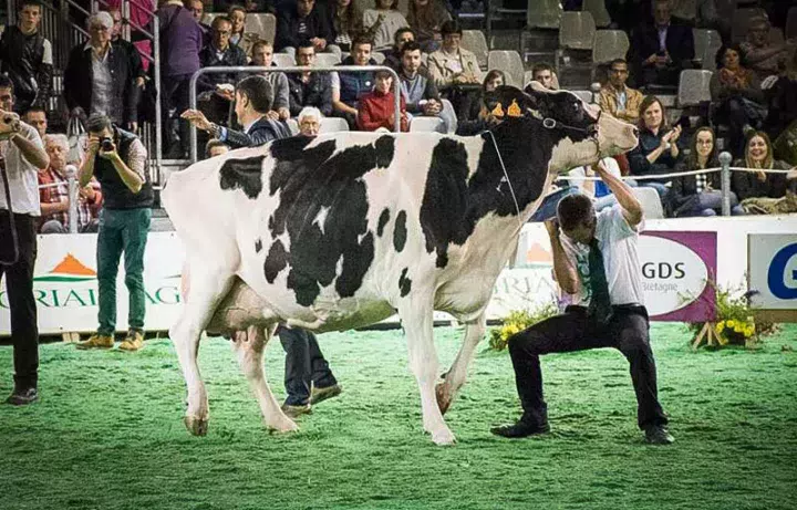 concours-holstein-space
