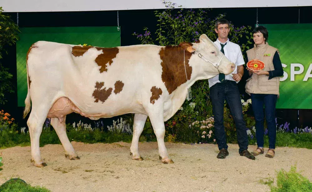 Hexode, de l’EARL Dabo, à Bourgon (53), a été sacrée Grande Championne 2017, Championne adulte et Meilleure mamelle adulte. - Illustration Concours Montbéliarde : Hexode migre sur le ring