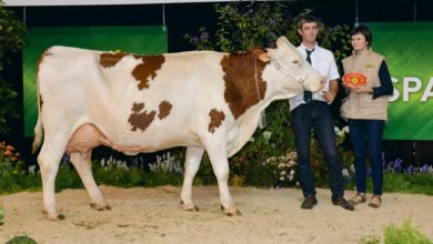 Photo of Concours Montbéliarde : Hexode migre sur le ring