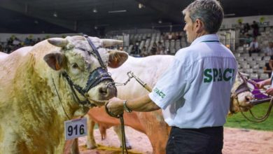 Photo of La Charolaise, star des races à viande au Space 2017