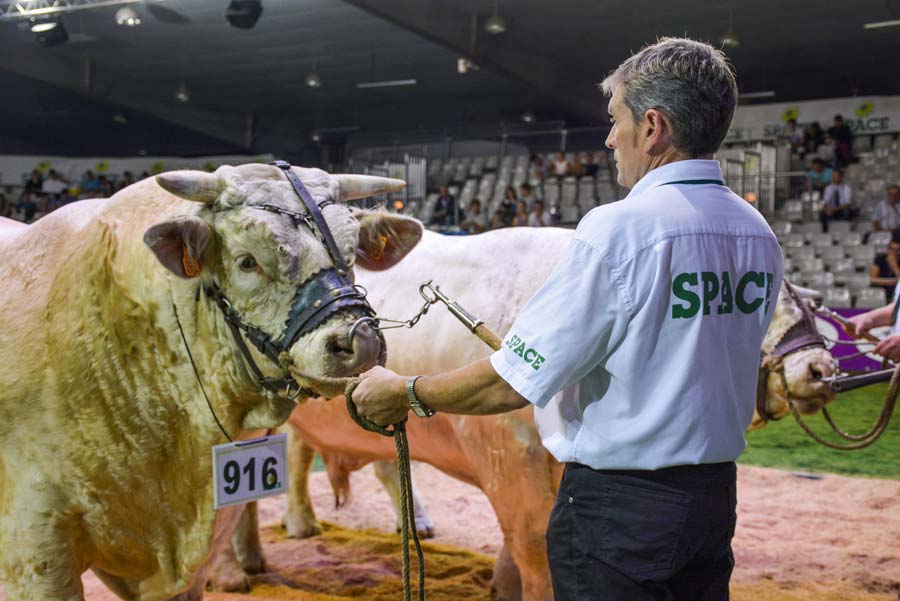 concours-race-viande-space - Illustration La Charolaise, star des races à viande au Space 2017