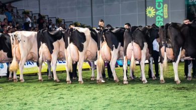 Photo of Prim’Holstein : un éleveur breton juge au Space, une première