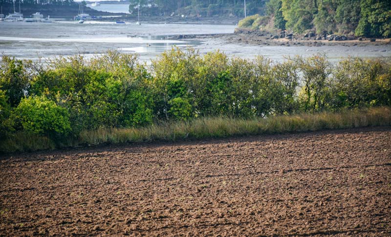 eau-environnement-baie-vilaine - Illustration L’eutrophisation augmente en baie de Vilaine