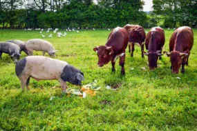 Volaille, cochons, bovins dans une même parcelle : c’est le concept d’élevage symbiotique mis en place par l’agriculteur allemand.