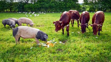 Photo of Économie bleue : un autre modèle agricole est-il possible ?
