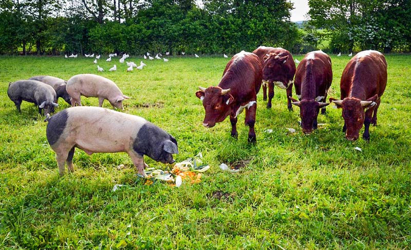 Volaille, cochons, bovins dans une même parcelle : c’est le concept d’élevage symbiotique mis en place par l’agriculteur allemand. - Illustration Économie bleue : un autre modèle agricole est-il possible ?