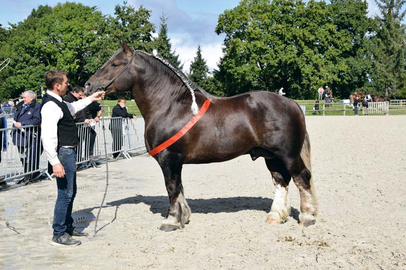 En Avant, le Champion mâle du concours national. - Illustration Des champions costarmoricains au Concours national du Cheval breton