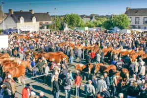 foire-aux-poulains-plaintel