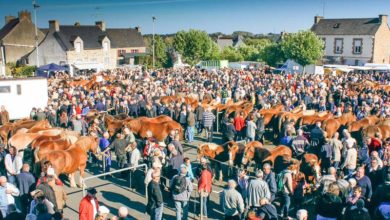 Photo of Plaintel au rythme du cheval