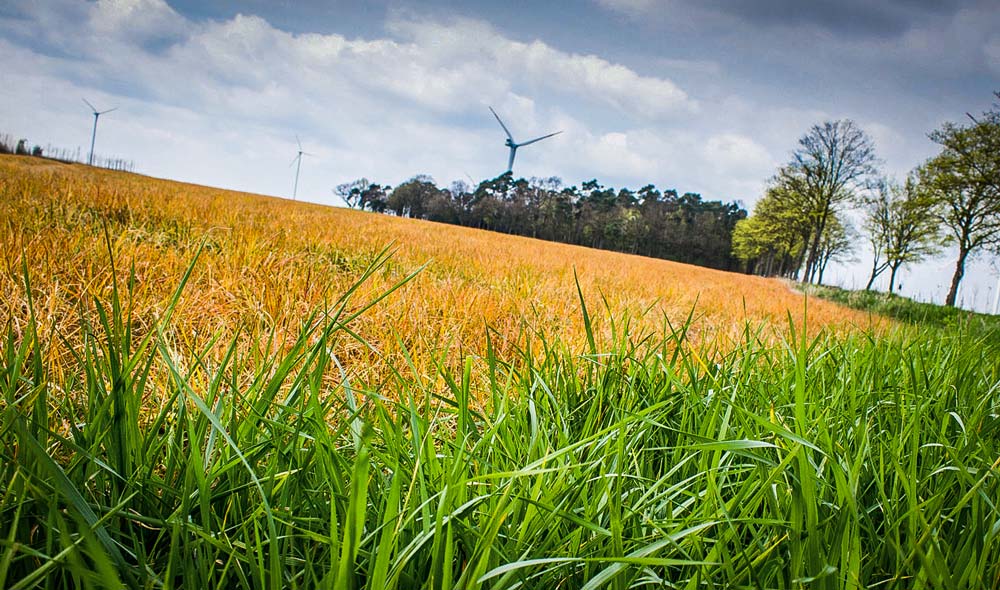 glyphosate - Illustration La France mise sur une suppression du glyphosate