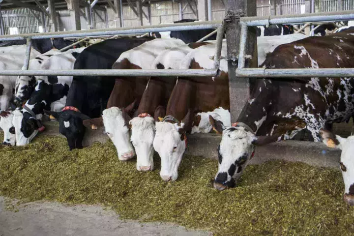 Les vaches ne trient plus, et mangent tout.