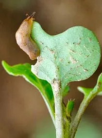 Limace sur colza (Source : terresinovia.fr)