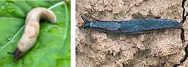 Limaces grises et noires du colza.