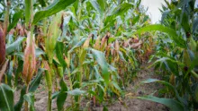 À Arzano (29), le taux de matière sèche par infraliseur s'élève à 31,5 %. La plante dessèche, le grain est au stade pâteux. Avec la baisse des températures, l'ensilage est prévu pour la semaine prochaine.