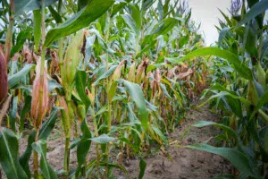 À Arzano (29), le taux de matière sèche par infraliseur s'élève à 31,5 %. La plante dessèche, le grain est au stade pâteux. Avec la baisse des températures, l'ensilage est prévu pour la semaine prochaine.