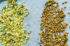 Le test du seau le jour de l’ensilage au champ permet de vérifier les grains éclatés (à gauche) a contrario d’une présence trop importante de grains entiers (à droite) nécessitant de resserrer l’éclateur de l’ensileuse.