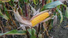 Si le maïs plante entière gagne actuellement 2 points de MS par semaine, le grain quant à lui évolue à raison de 0,5 point MS/jour.
