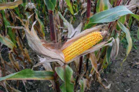 Si le maïs plante entière gagne actuellement 2 points de MS par semaine, le grain quant à lui évolue à raison de 0,5 point MS/jour.