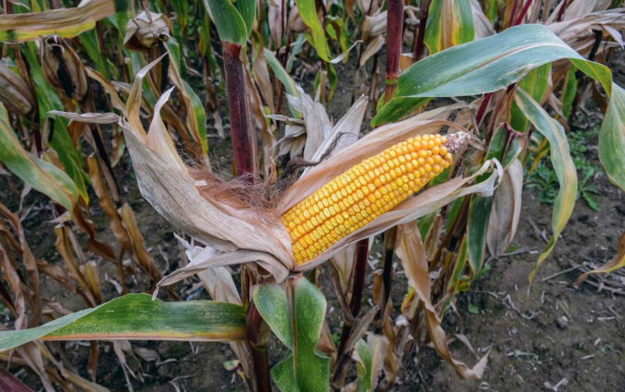 Si le maïs plante entière gagne actuellement 2 points de MS par semaine, le grain quant à lui évolue à raison de 0,5 point MS/jour. - Illustration Maïs : malgré la pluie, la maturité du grain évolue